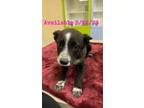 Adopt Dog Kennel #38 a Australian Cattle Dog / Mixed Breed (Medium) / Mixed dog