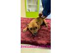 Adopt Dog Kennel #38 a Australian Cattle Dog / Mixed Breed (Medium) / Mixed dog