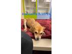Adopt Dog Kennel #38 a Australian Cattle Dog / Mixed Breed (Medium) / Mixed dog