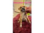 Adopt Dog Kennel #38 a Australian Cattle Dog / Mixed Breed (Medium) / Mixed dog