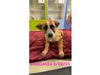Adopt Dog Kennel #38 a Australian Cattle Dog / Mixed Breed (Medium) / Mixed dog