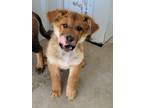 Adopt Rythym a German Shepherd Dog / Chow Chow / Mixed dog in McIntosh