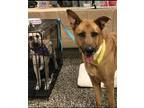 Adopt Cookie a Red/Golden/Orange/Chestnut German Shepherd Dog / Belgian Tervuren