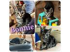 Adopt Bonnie a Brown Tabby Domestic Shorthair (short coat) cat in Hollister