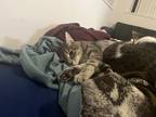 Adopt Lip a Gray, Blue or Silver Tabby Domestic Shorthair (short coat) cat in