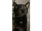 Adopt Raven a Black (Mostly) Bombay / Mixed (short coat) cat in Toledo