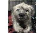 Adopt Barley a White - with Gray or Silver Poodle (Miniature) / Shih Tzu / Mixed