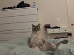 Adopt Foxy a Cream or Ivory Siamese / Mixed (short coat) cat in Jersey City