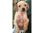 Adopt Honey a Tan/Yellow/Fawn Dachshund / Terrier (Unknown Type