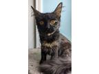 Adopt BABY a Tortoiseshell Domestic Mediumhair (medium coat) cat in Chicago