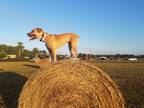 Adopt Stella a White - with Tan, Yellow or Fawn American Pit Bull Terrier dog in