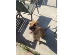 Adopt Bacardi a Brown/Chocolate - with Tan German Shepherd Dog / Mutt / Mixed
