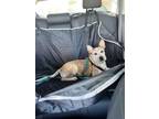 Adopt Benz a Red/Golden/Orange/Chestnut - with White Australian Cattle Dog /