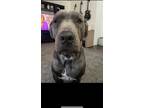 Adopt Bluey a Gray/Blue/Silver/Salt & Pepper Mastiff / Mixed dog in San Diego