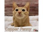 Adopt Copper Penny a American Bobtail / Mixed (short coat) cat in Douglasville