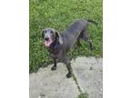 Adopt Winnie a Weimaraner