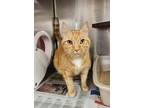 Adopt Garfield a Orange or Red Tabby Domestic Shorthair (short coat) cat in