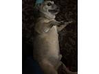 Adopt Bubba a Tan/Yellow/Fawn - with Black Puggle / Mixed dog in Las Vegas