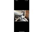 Adopt Ragna a Black - with White Husky / Mixed dog in Cupertino, CA (41489101)