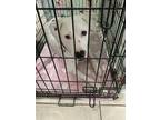 Adopt Kevin a White - with Brown or Chocolate Australian Cattle Dog / Mixed