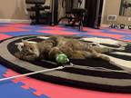 Adopt Luna a Brown Tabby Domestic Shorthair (short coat) cat in Overland Park