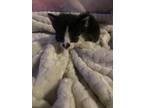 Adopt Bilnith a Black & White or Tuxedo American Shorthair / Mixed (long coat)