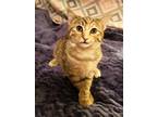 Adopt Kobi a Gray, Blue or Silver Tabby Domestic Shorthair (short coat) cat in