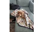 Adopt Charlie a Tan/Yellow/Fawn Cocker Spaniel / Mixed dog in Sugar City