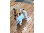 Adopt Pepito a Tricolor (Tan/Brown & Black & White) Jack Russell Terrier /