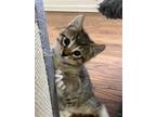 Adopt Joplin R a Brown Tabby Domestic Shorthair / Mixed (short coat) cat in