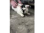 Adopt Panda a Black & White or Tuxedo Domestic Shorthair (short coat) cat in