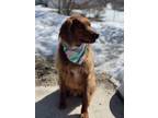 Adopt Echo a Red/Golden/Orange/Chestnut Setter (Unknown Type) / Mixed dog in