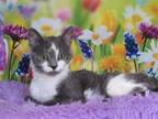 Adopt Twizzler a Gray or Blue (Mostly) Domestic Shorthair (short coat) cat in