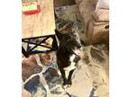 Adopt Bikkel a Black - with White German Shepherd Dog / Husky / Mixed dog in