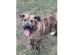 Adopt Zeke a Brindle Australian Shepherd / Mixed dog in Ellaville, GA (41488895)