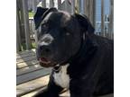 Adopt Bear a Black - with White Labrador Retriever / Mixed dog in Bloomington