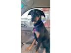 Adopt Gracie a Black Catahoula Leopard Dog / Doberman Pinscher / Mixed dog in