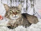 Adopt Cher a Brown Tabby Domestic Longhair (long coat) cat in Greensburg
