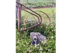 Adopt Gracie a Gray/Silver/Salt & Pepper - with White Labrador Retriever /