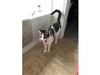 Adopt Leo a Black & White or Tuxedo Abyssinian / Mixed (medium coat) cat in San