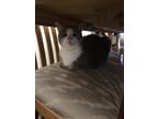 Adopt Iris a Gray or Blue Abyssinian / Mixed (short coat) cat in San Antonio
