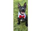 Adopt Pacino a Black Dachshund / Bull Terrier / Mixed dog in Phoenix