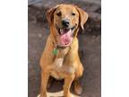 Adopt Misty a Labrador Retriever / Rhodesian Ridgeback / Mixed dog in Phoenix