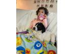 Adopt Bluebell a Black - with White German Shorthaired Pointer / Mixed dog in