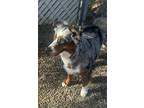 Adopt Flashy a Tricolor (Tan/Brown & Black & White) Australian Shepherd / Mixed