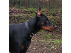 Adopt Kinji a Black - with Brown, Red, Golden, Orange or Chestnut Doberman