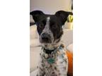 Adopt Mickey a Gray/Blue/Silver/Salt & Pepper Australian Cattle Dog / Labrador