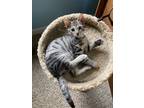 Adopt Robin a Domestic Shorthair / Mixed (short coat) cat in Ft.