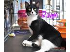 Adopt Raven a Domestic Shorthair / Mixed (short coat) cat in Ft.