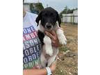 Adopt Cornflower a Black - with White German Shorthaired Pointer / Mixed dog in